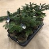ABIES 15 CM NORDMANNIANA 1X8